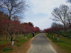 -上海海湾国家森林公园