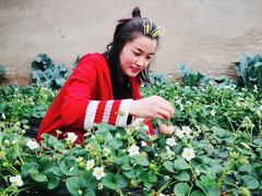 -大自然农场蔬菜草莓采摘园