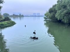 -长兴太湖图影湿地文化园