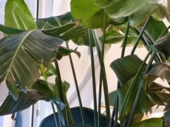 -新疆兵团食府清真(马连道店)