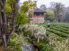 -中国茶叶博物馆(双峰馆区)