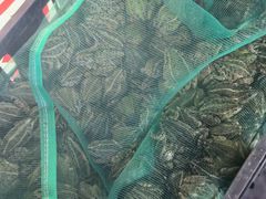 -四姐南瓜田鸡(202店)