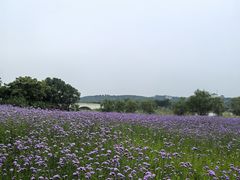 -西京湾花海