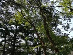 -八大关景区