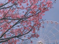 -顾村公园