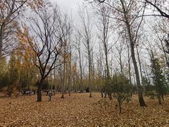 -森林公园(尖草坪区)