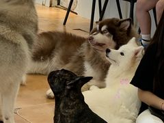 -Let's go狗咖·猫咖·奶狗·桌游(春熙路IFS店)