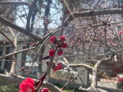 -桃花堤公园