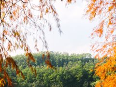 -深圳仙湖植物园