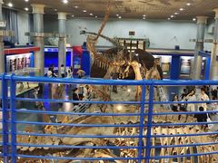 -国家自然博物馆