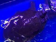 -7890+霸王甲·甲鱼爱尚蛙(坪洲店)