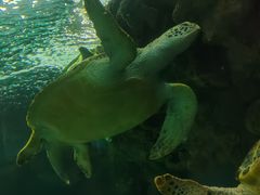 -上海海洋水族馆