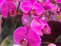 -金陵花卉交易市场