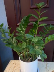 -南京医科大学友谊整形外科医院