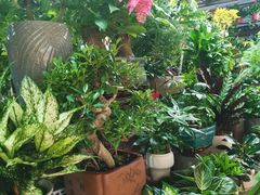 -朝来春花卉市场