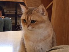 -MOCHA明星猫咖(田子坊店)