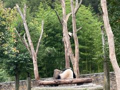 -卧龙中华大熊猫苑神树坪基地