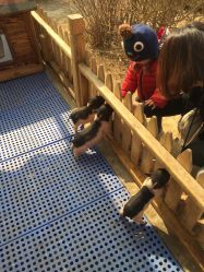 -萌宠亲子动物乐园(槐房万达店)