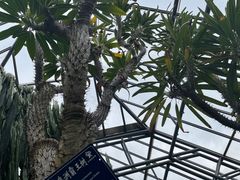 -深圳仙湖植物园