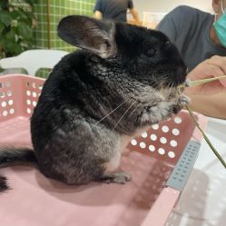 -Moni星球萌宠·小马宝莉·灵蛇·高端高阶全萌宠互动体验俱乐部(红豆国际广场店)