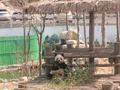 -西霞口神雕山野生动物世界