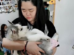 -Husky Go! 哈士奇体验馆·宠物咖啡厅狗咖
