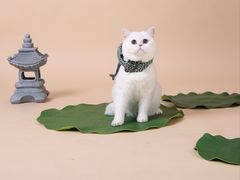-北京派仕佳德动物医院·超导核磁·CT·神经科·骨科·内外科·急重症管理中心