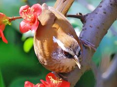 -成都大熊猫繁育研究基地-熊猫厨房