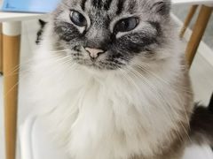 -喵的天空名猫咖啡馆·撸猫·猫舍·用品