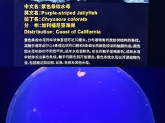 -上海海洋水族馆