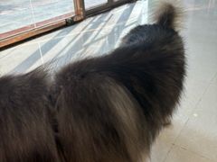 -瑞鹏宠物医院·骨科·猫科·内科(第一中心)