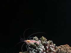 -暹罗海洋世界