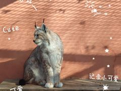 -青藏高原野生动物园