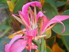 -三圣花乡旅游区