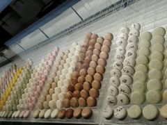 -BLACKSWAN黑天鹅(环球店)