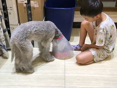 -美联众合宠物医院·爱萌分院·内外科·猫科中心