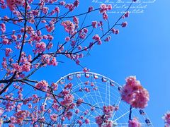 -上海辰山植物园
