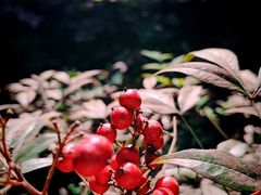 -香阁餐厅·常州菜·常州菜代表品牌(新北奥体店)