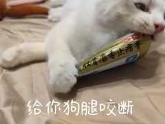 -猫大福·Fortune Cat猫舍(百子湾店)