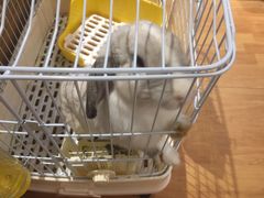 -猫猫幼稚园·撸猫·桌游·电玩