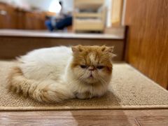 -有猫主题·治愈系猫咖(曾厝垵店)