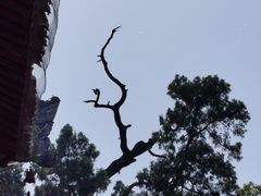 -黄帝陵