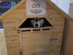 -Husky Go! 哈士奇体验馆·宠物咖啡厅狗咖
