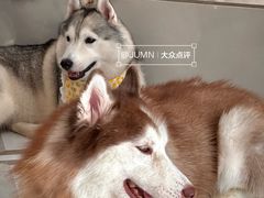 -星多哈·狗咖·拼豆·咖啡