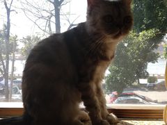 -more than meow吴止猫主题餐厅(承德 中船汇店)