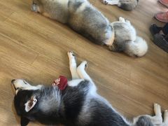-Husky Go! 哈士奇体验馆·宠物咖啡厅狗咖