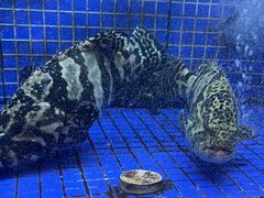 -香山湖渔家大院