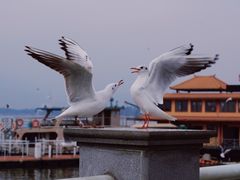 -海埂大坝