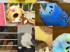 -立德异宠动物医院.兔鸟爬.内窥镜(天河店)