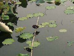 -艾溪湖湿地公园